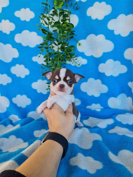 Excelente  menina mini Chihuahua/Chiuaua de Qualidade. Lunhagem Russa