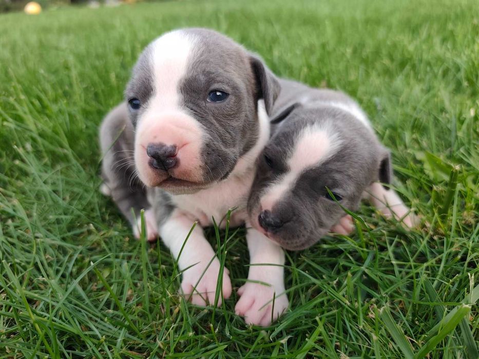 American Staffordshire Terrier AMSTAFF – szczenięta z rodowodem