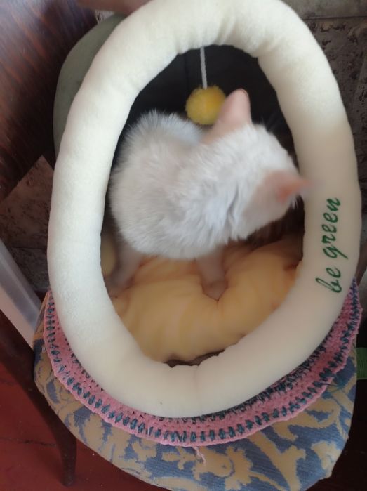 Очень красивая кошечка подросток