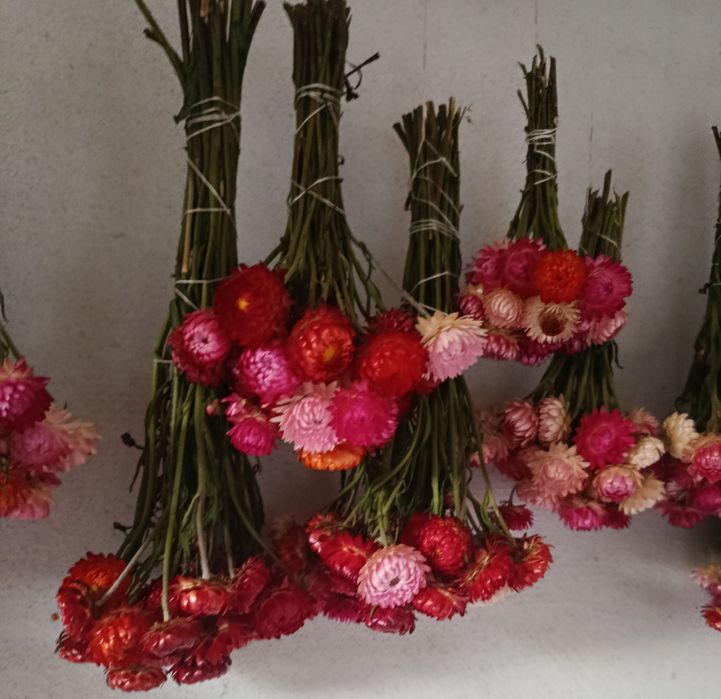 Suszone kwiaty kocanki bukiety