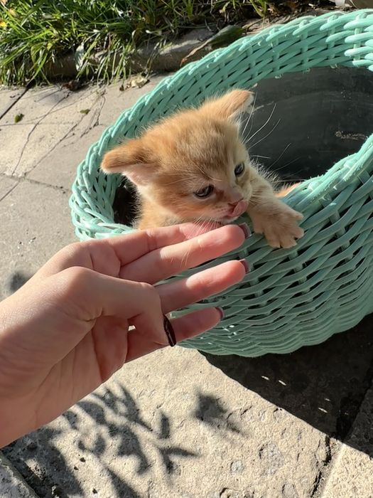 Котенята шукають домівку