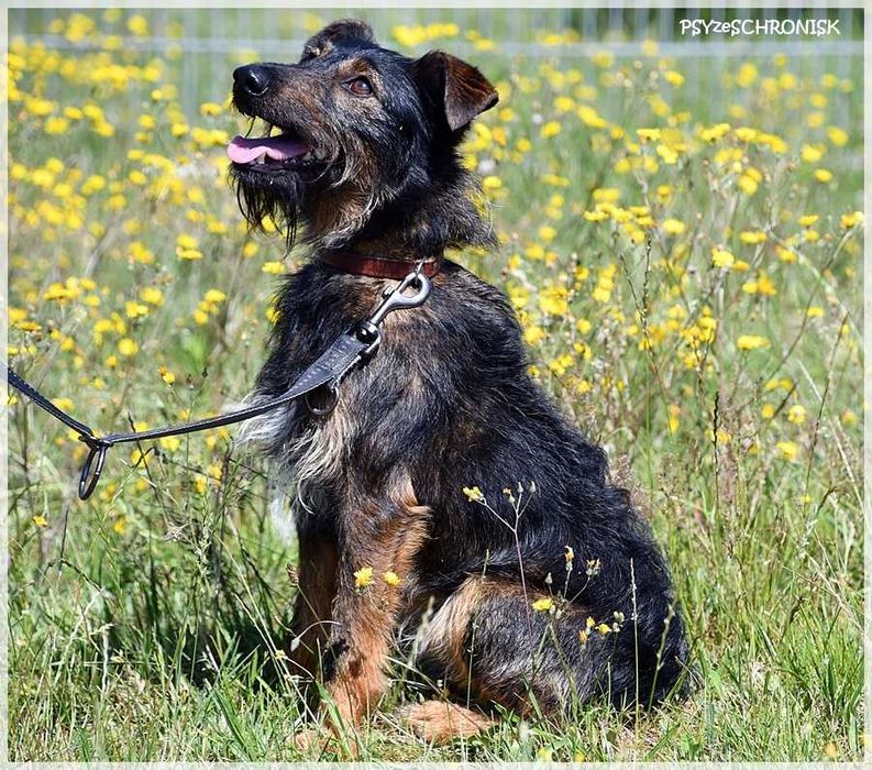 Alfik - malutki terier
