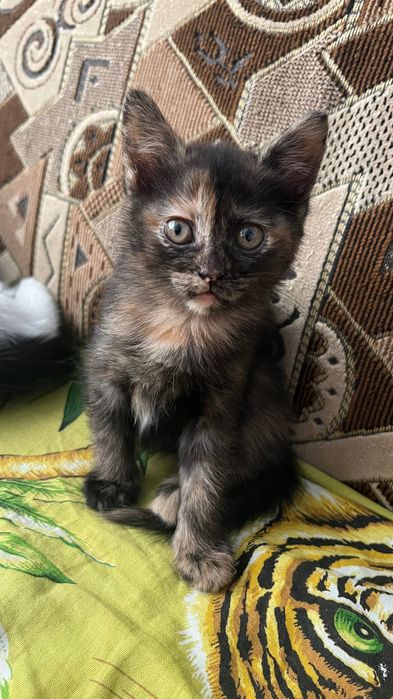Кошенята Безкоштовно