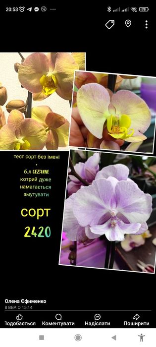 Орхідея,фласка,сорт 2420