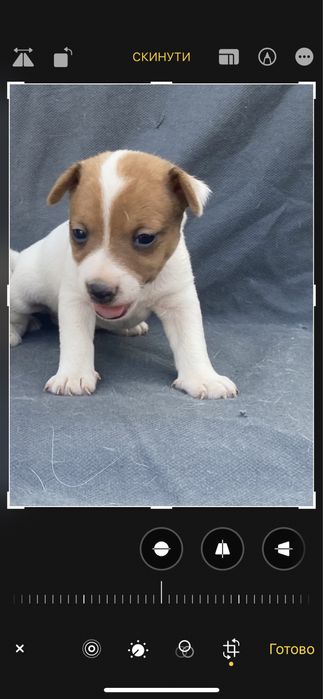 Дуже слухняні малюки