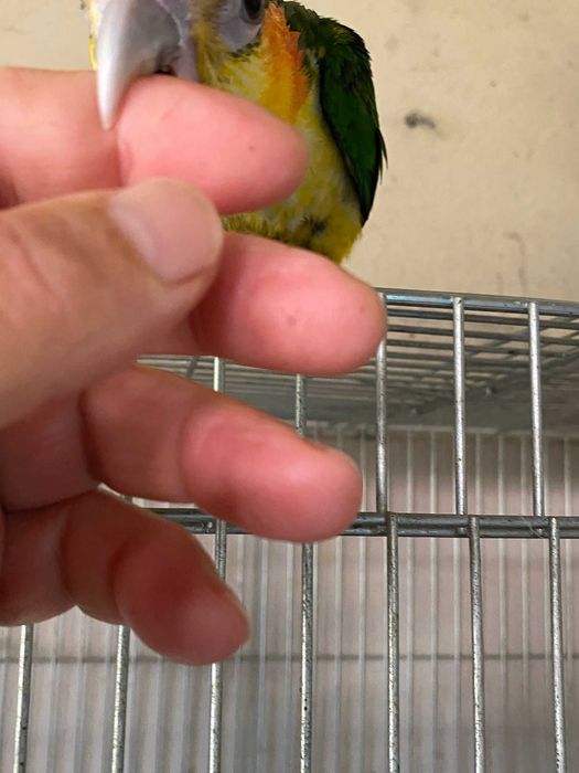 Marianinha de cabeça amarela 2025