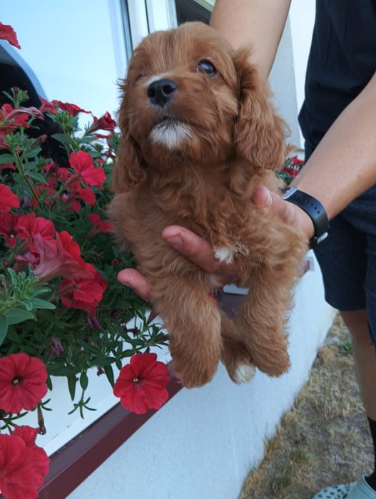 Cavapoo - suczka