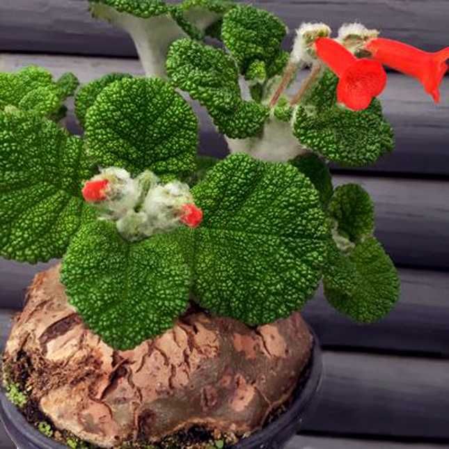 Каудексна рослина Sinningia bullata