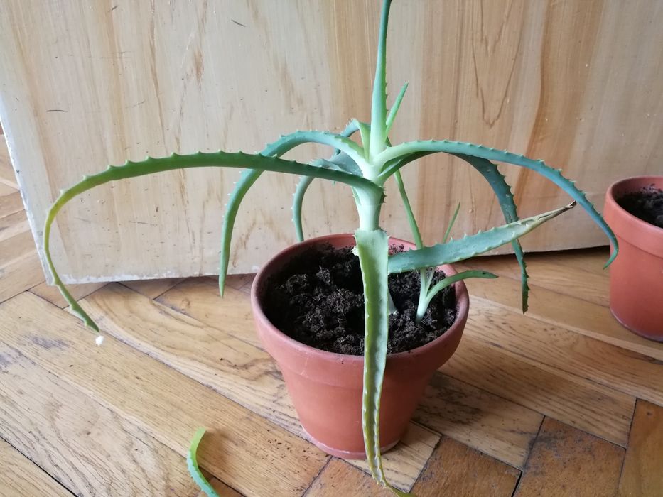 Aloes z sadzonką