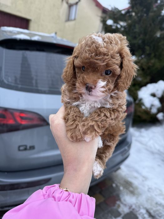 Міні карамельні мальтипу