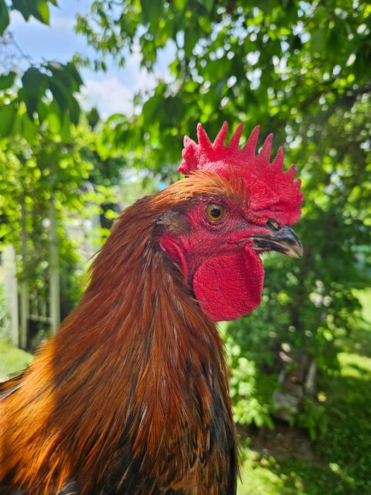 Koguty Marans młode 3miesięczne