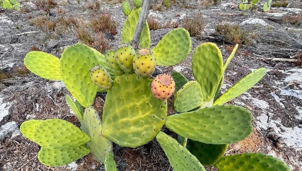 Figo e Figueiras da India