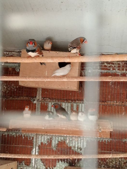 Vendo casais de mandarins