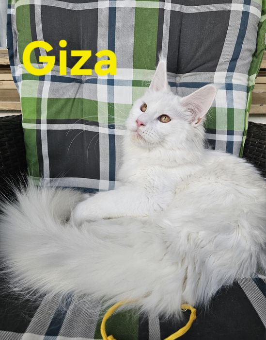 Biała Kotka Maine Coon - GIZA