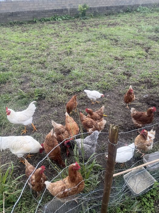 Vendo ovos caseiros 3€ a dúzia