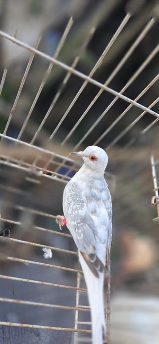 Rolas diamante malhadas