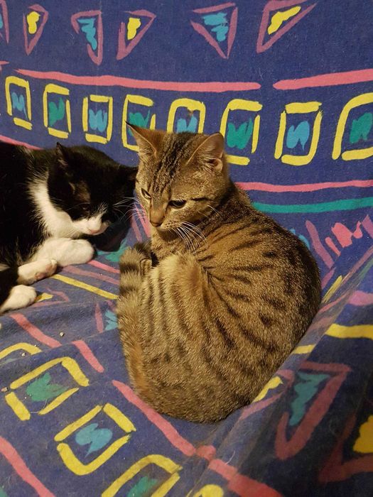 Krepinka, uroczy koci leniuszek szuka super domku