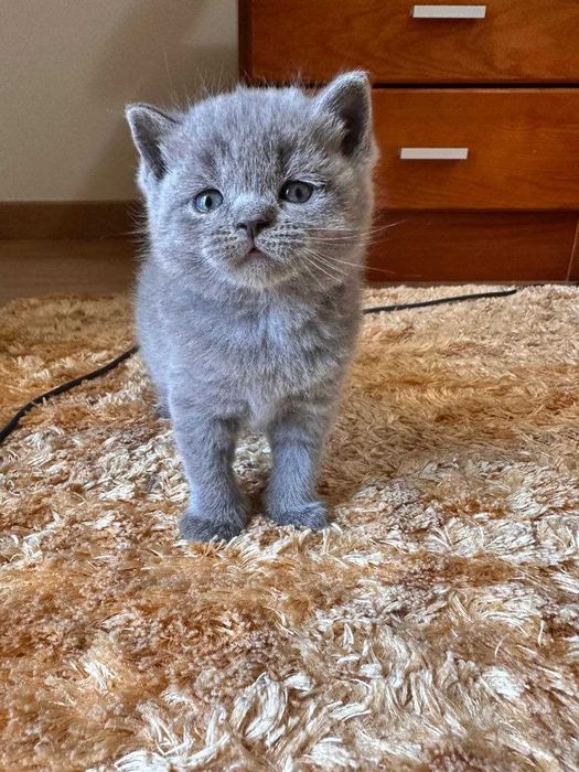 Gatinho disponível.