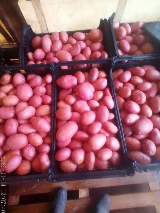 Batata Roxa Nova em quantidade