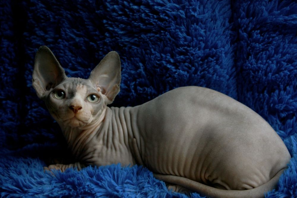 Бамбино мальчик биколор