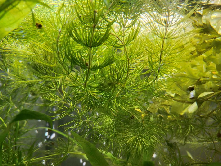 Аквариумные растения Наяс, Роголистник, Индийская капуста