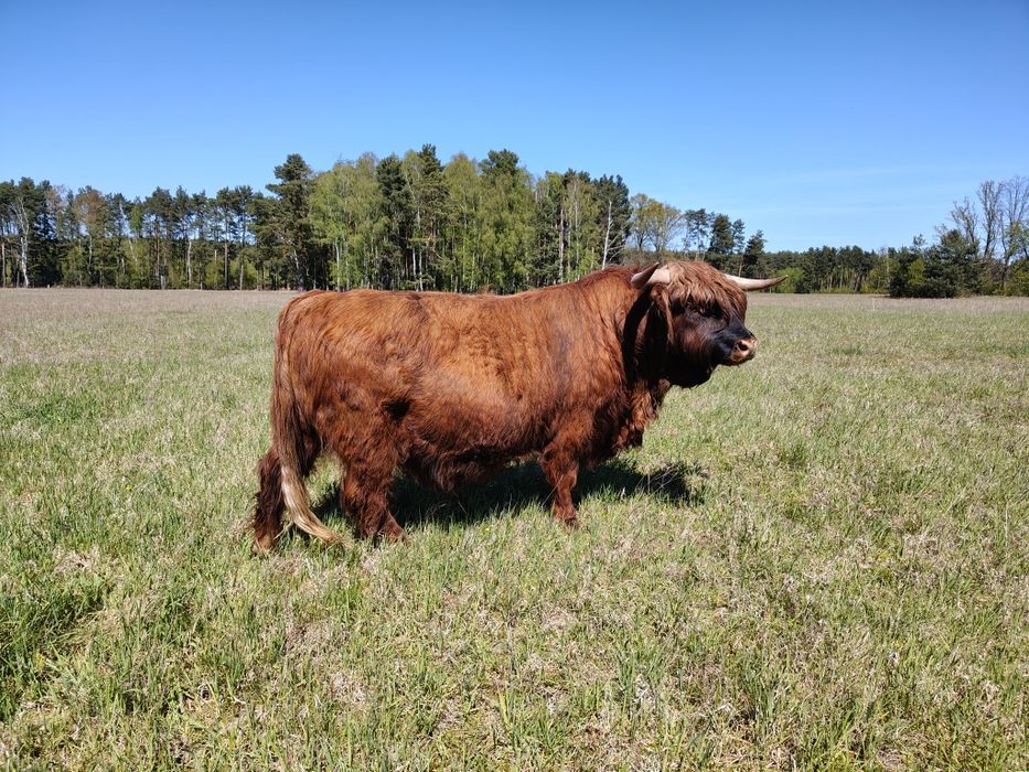 Byk rozpłodnik highland cattle