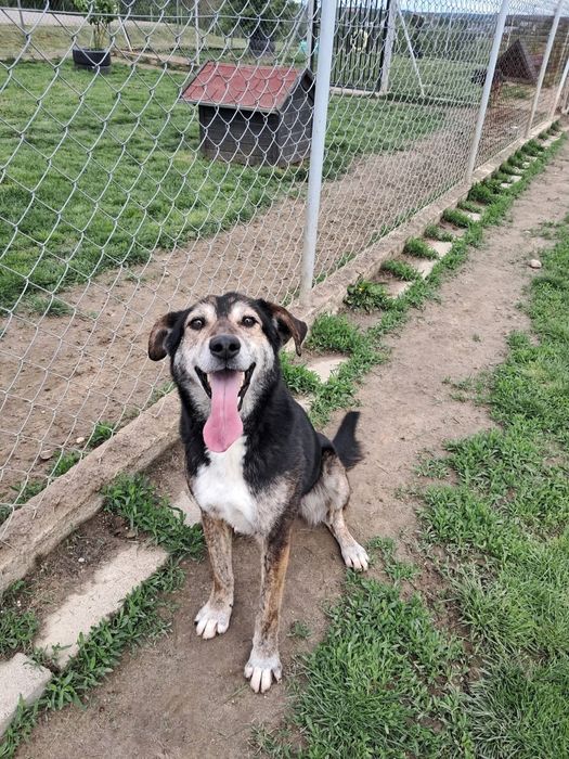 Energiczny Ramzes szuka domu