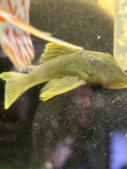 Zbrojnik Glonojad L200 Pleco ok. 8cm