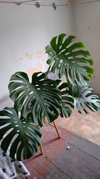 Duża Monstera tanio