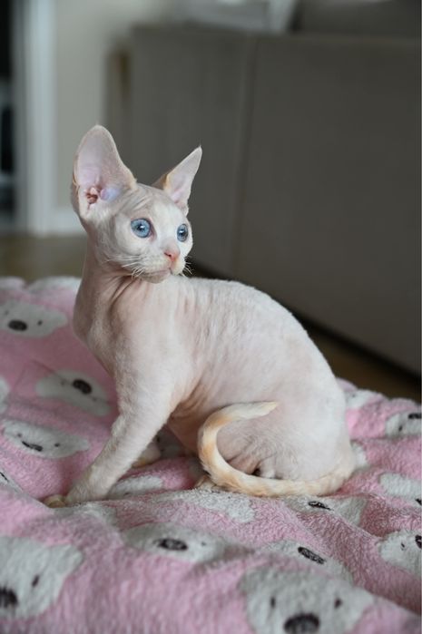 Kocurek  Devon Rex