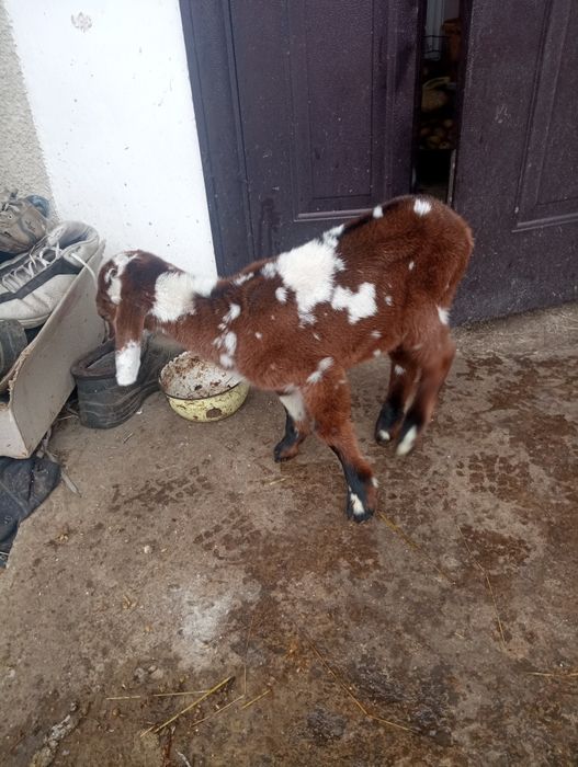 Продам Нубійця або обміняю на кізочку Нубійку
