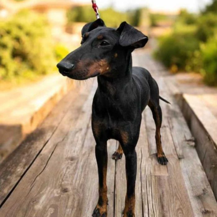 Manchester Terrier