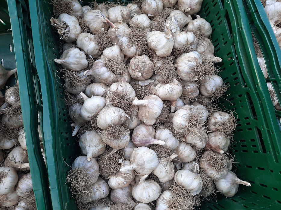 Zestaw 4kg czosnku (2x czarny + 2x harnaś)