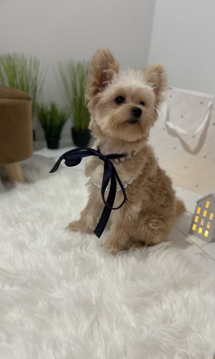 Ексклюзивні дівчатка Помапу з ідеальним характером