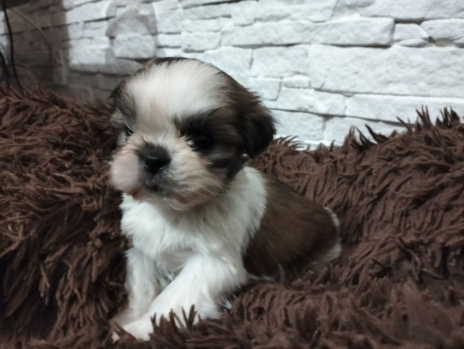 Shih tzu tricolor