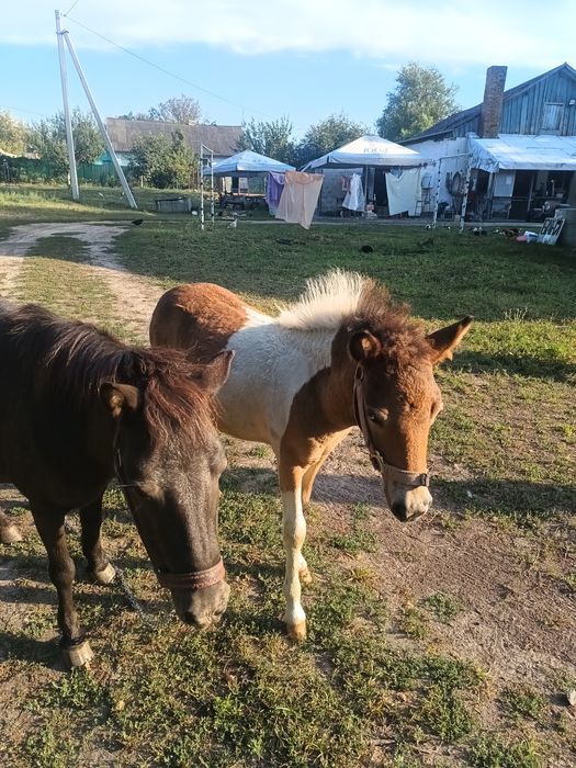 Продам  жеребёнка пони