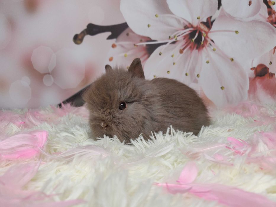 Piękne króliczki karzełki Teddy. Urocze króliczki do rezerwacji.