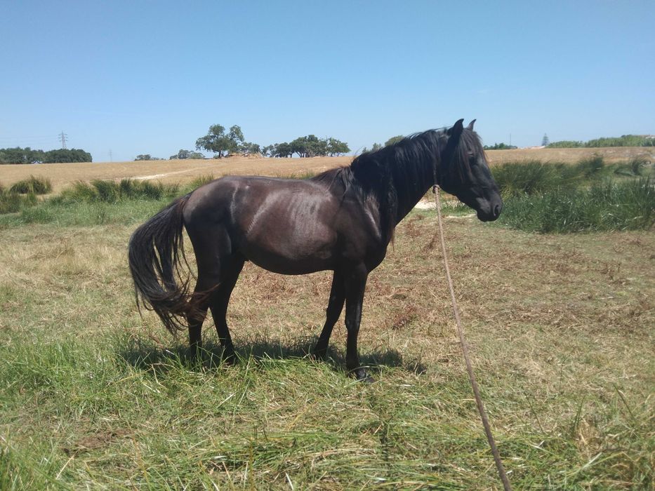 Vendo o cavalo  é manso faço troca