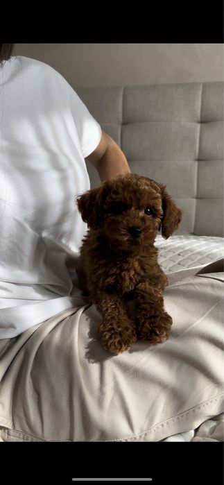 Малюки той пудель