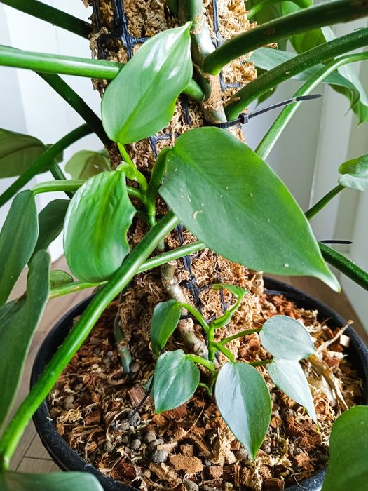 Filodendron hastatum silver Queen, kilka sadzonek