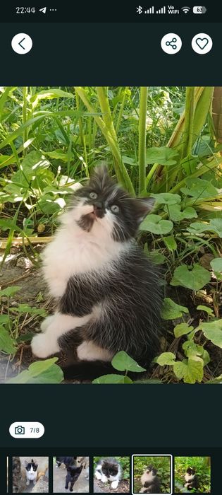 безкоштовно котята