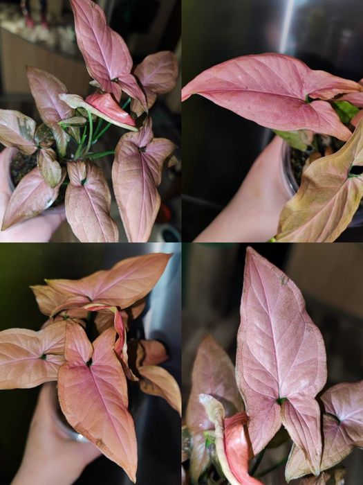 Сингоніум пінк перфекшн, pink perfection