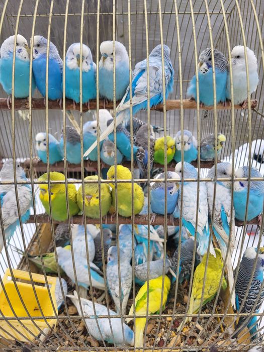 Papugi faliste młodziutkie nowe kolory