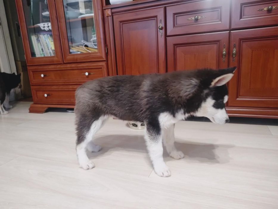 Aktualizacja : ostatnia suczka Alaskan Malamute