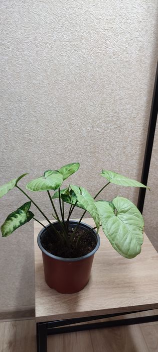 Кімнатні квіти сингоніум,аглеонема