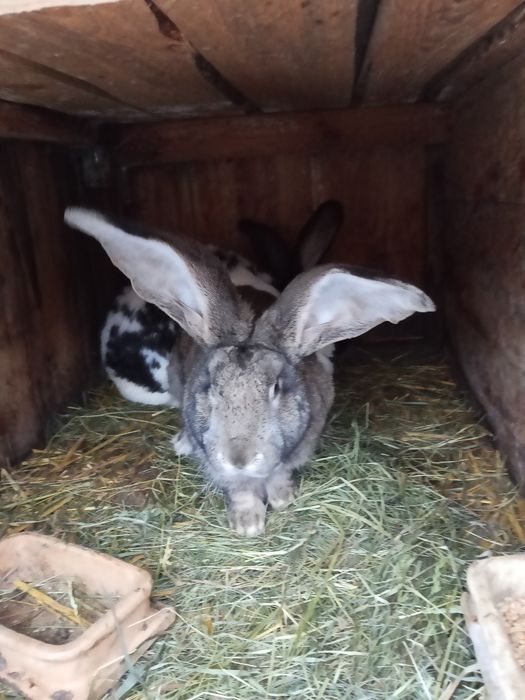 Króliki Belgii ,szynszyle,srokacze, czarne, białe.