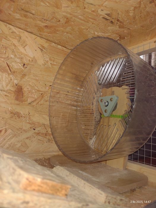 Sprzedam dwie koszatniczki razem z klatka