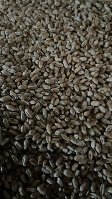 Pszenica workowana z dostawą w pomorskim gratis lepsze od pellet