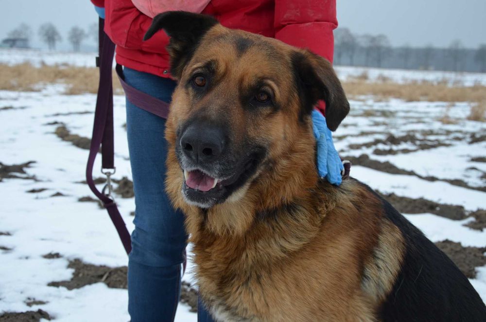 Duży jak Hagrid, czuły jak aniołek – poznaj mnie