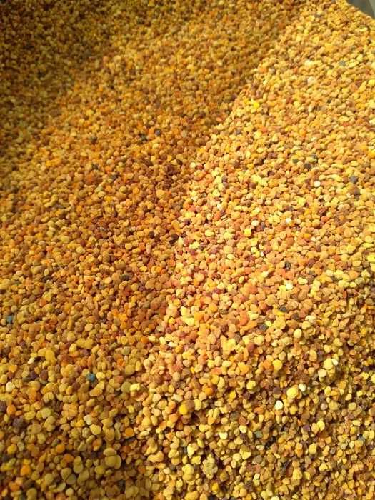 pyłek pszczeli miód pasieka okłady roje matki ule ramaki ŚWIEŻY